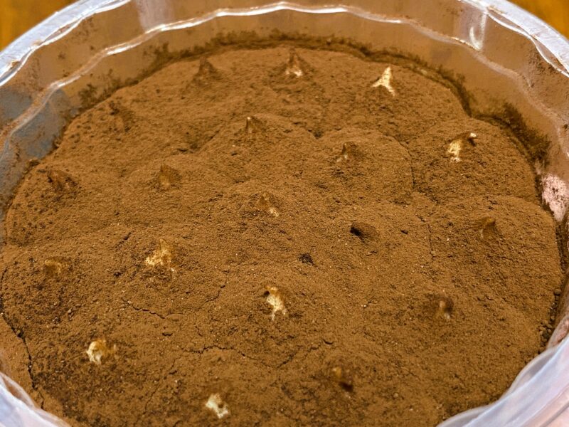 表面にココアパウダーがたっぷりと振りかけられたティラミスのアップ写真。